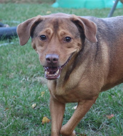 BUTCH CASSIDY - Labrador Retriever / Hound available for adoption