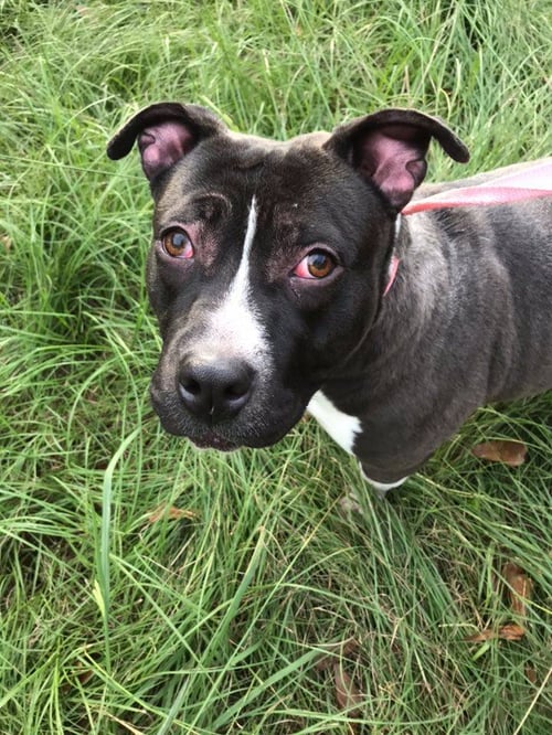 MERCEDES - American Bulldog available for adoption