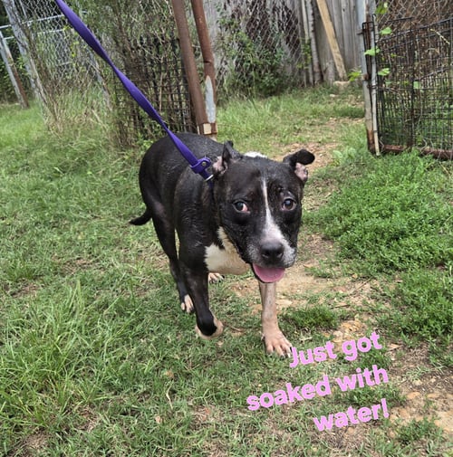 MERCEDES - American Bulldog available for adoption
