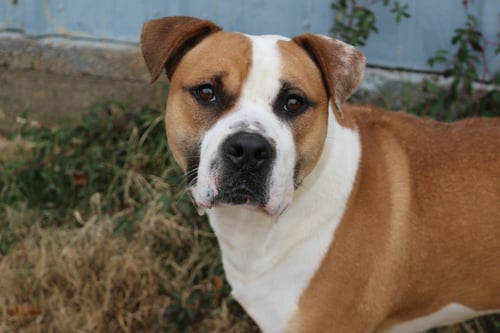 SULLY - Mastiff / Boxer available for adoption