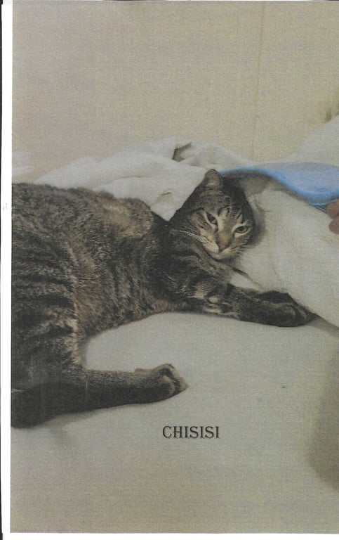 Chisisi Image