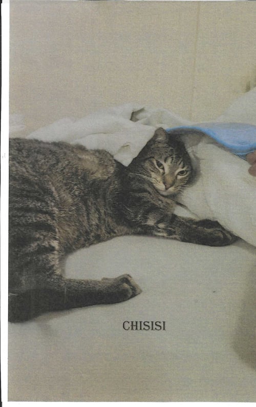 CHISISI - Domestic Short Hair available for adoption
