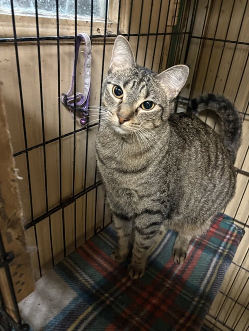 CHISISI - Domestic Short Hair available for adoption
