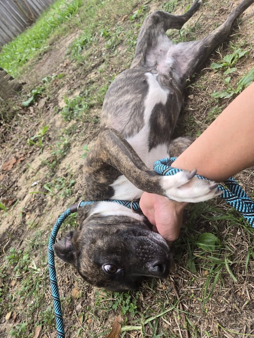 FRANCIS - Terrier available for adoption