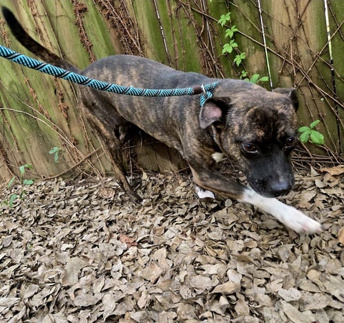 FRANCIS - Terrier available for adoption