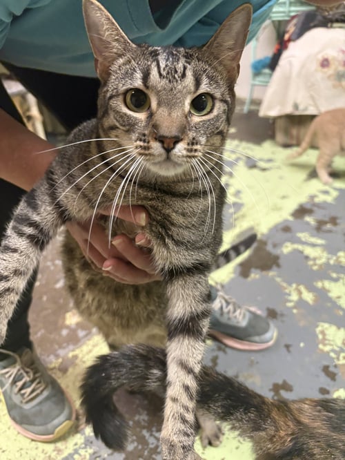 BETTY - Domestic Short Hair available for adoption