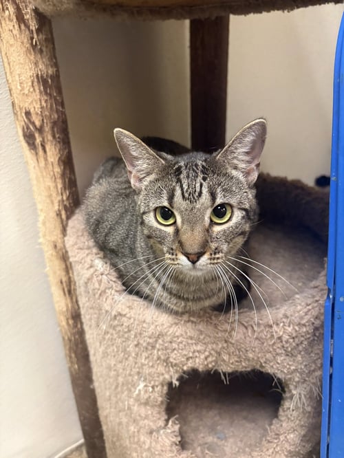 BETTY - Domestic Short Hair available for adoption