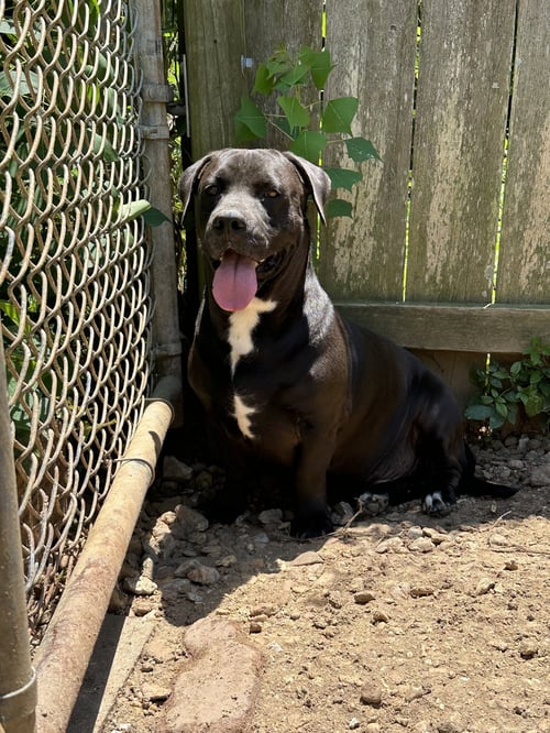 SNICKERS - Basset Hound / Black Labrador Retriever available for adoption