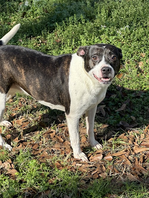 MINNIE MOUSE - Feist available for adoption