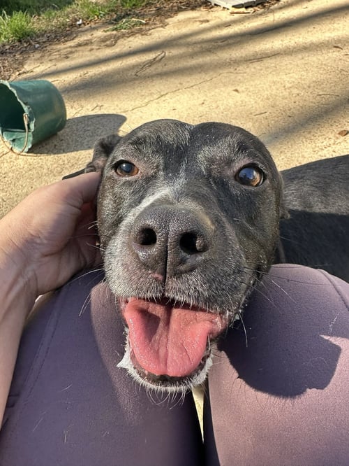 MINNIE MOUSE - Feist available for adoption