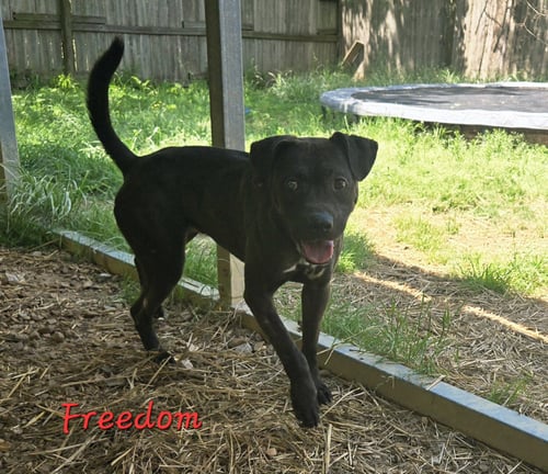 FREEDOM - American Staffordshire Terrier available for adoption
