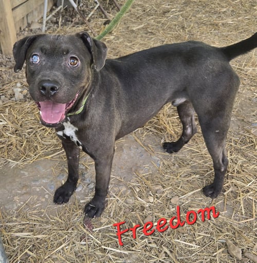 FREEDOM - American Staffordshire Terrier available for adoption
