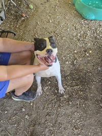 Elvis - Photo 2