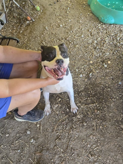 ELVIS - American Staffordshire Terrier available for adoption