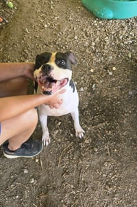 Elvis - Photo 1