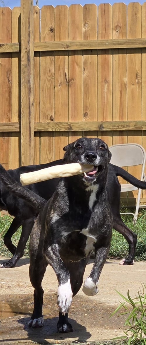 SANSA - Labrador Retriever available for adoption