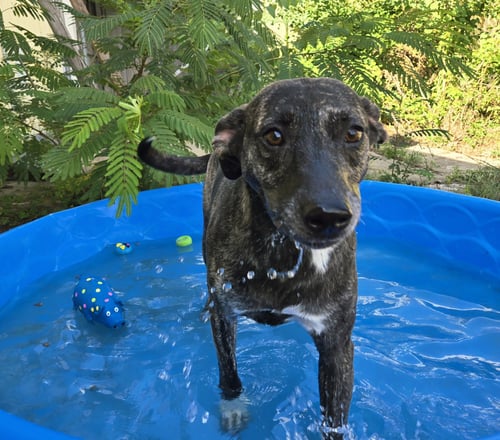 SANSA - Labrador Retriever available for adoption
