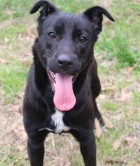 Roxie - Photo 3