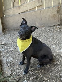 Roxie - Photo 2