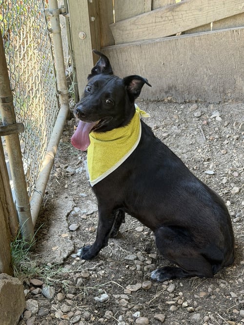 ROXIE - Labrador Retriever available for adoption