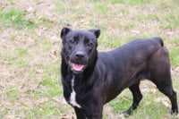 Roxie - Photo 5