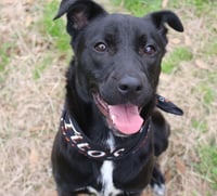 Roxie - Photo 4