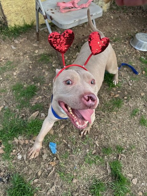 CYRANO - American Staffordshire Terrier available for adoption