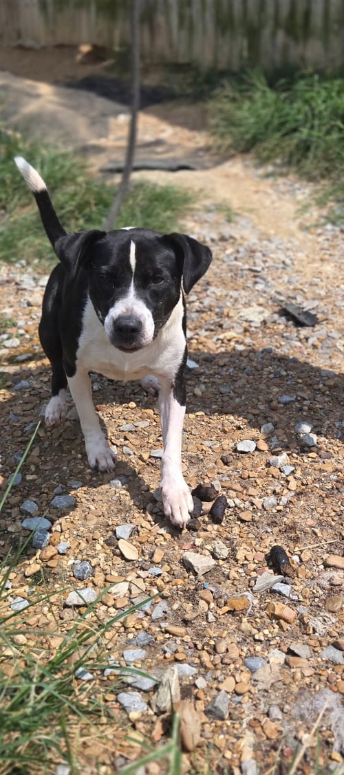 MILDRED - Terrier available for adoption