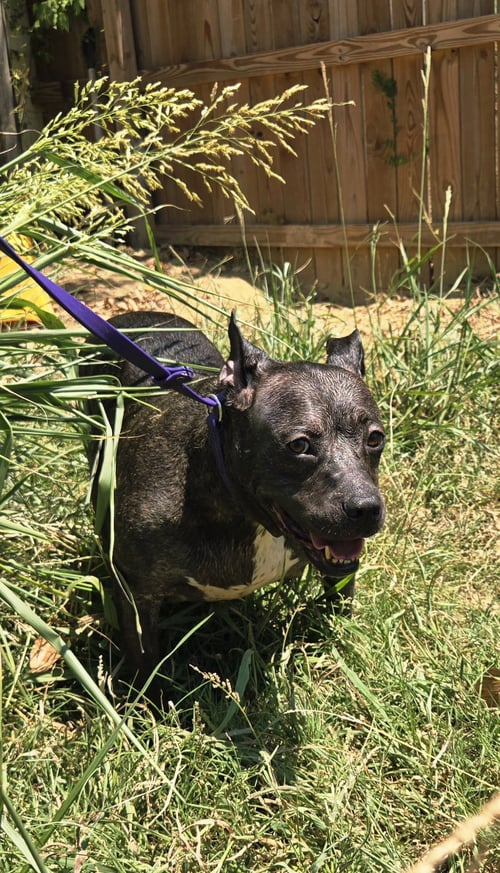 BAT GIRL - American Staffordshire Terrier available for adoption