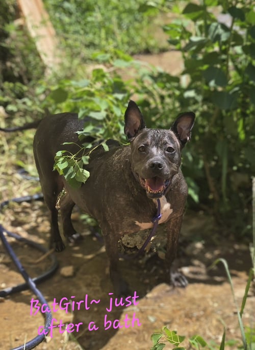 BAT GIRL - American Staffordshire Terrier available for adoption