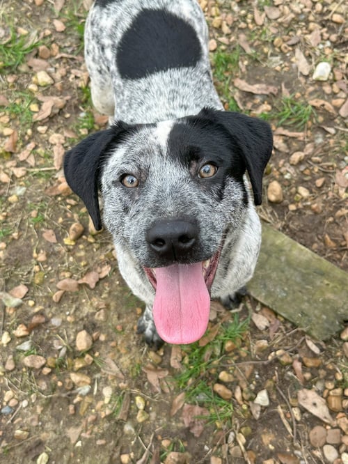 BB - Australian Cattle Dog/Blue Heeler available for adoption