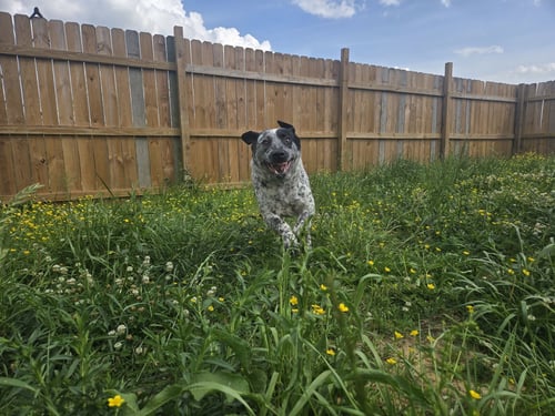 BB - Australian Cattle Dog/Blue Heeler available for adoption
