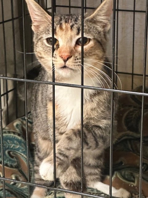 SYBIL - Domestic Short Hair available for adoption