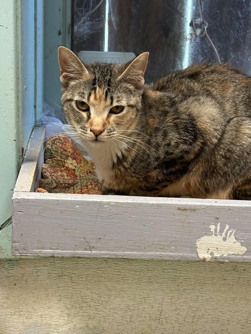 SYBIL - Domestic Short Hair available for adoption