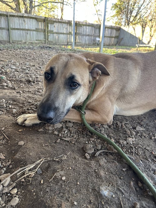 KAI - Yellow Labrador Retriever / Black Mouth Cur available for adoption