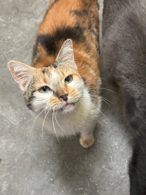 CALI - Domestic Short Hair available for adoption