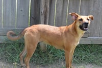 Coco puff - Photo 4