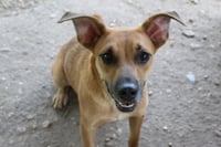 Coco puff - Photo 5