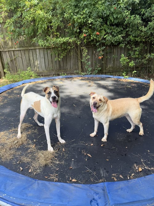 HOPE - Labrador Retriever / Hound available for adoption