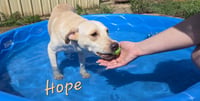 Hope - Photo 4