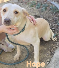 Hope - Photo 5