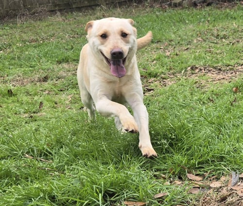 HOPE - Labrador Retriever / Hound available for adoption