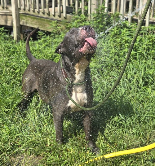 FLYNN - Bullmastiff / American Staffordshire Terrier available for adoption