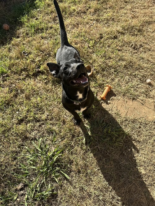 EDITH - Dachshund available for adoption