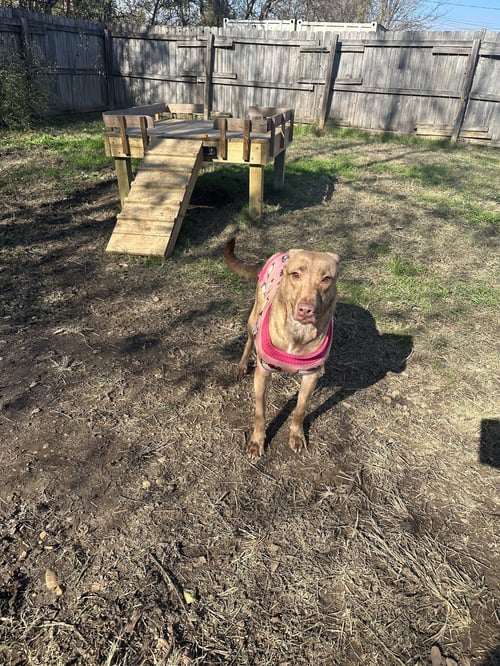 APRIL - Labrador Retriever / Terrier available for adoption