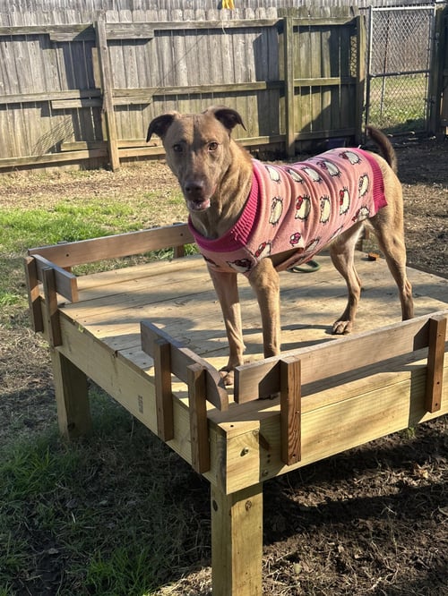 APRIL - Labrador Retriever / Terrier available for adoption