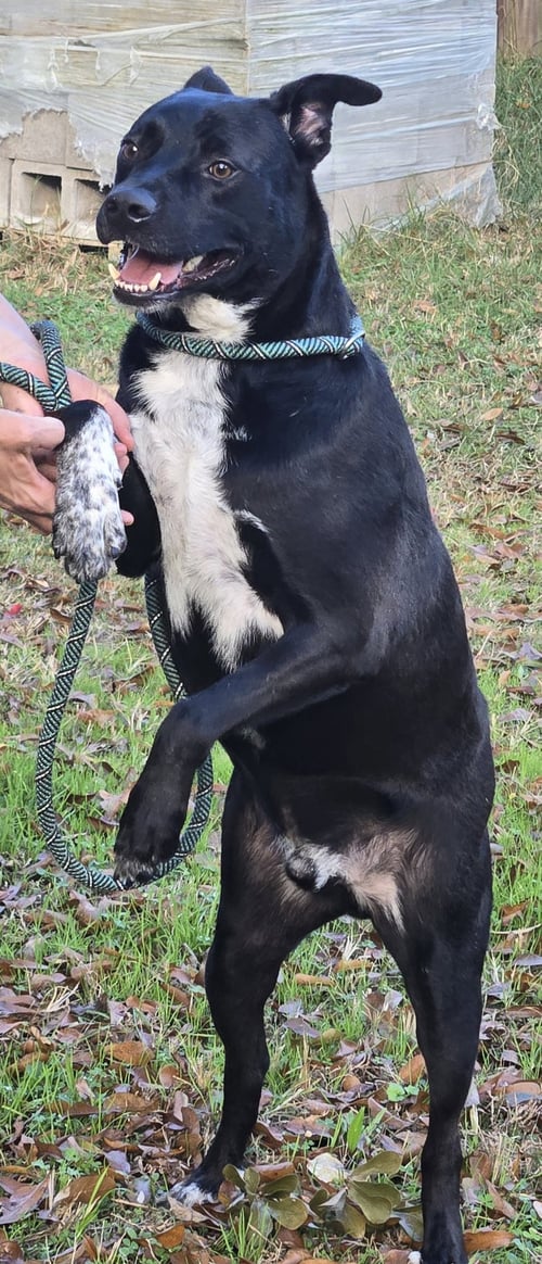 MALCOLM - Labrador Retriever available for adoption