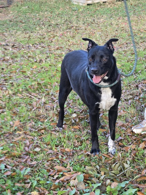 MALCOLM - Labrador Retriever available for adoption
