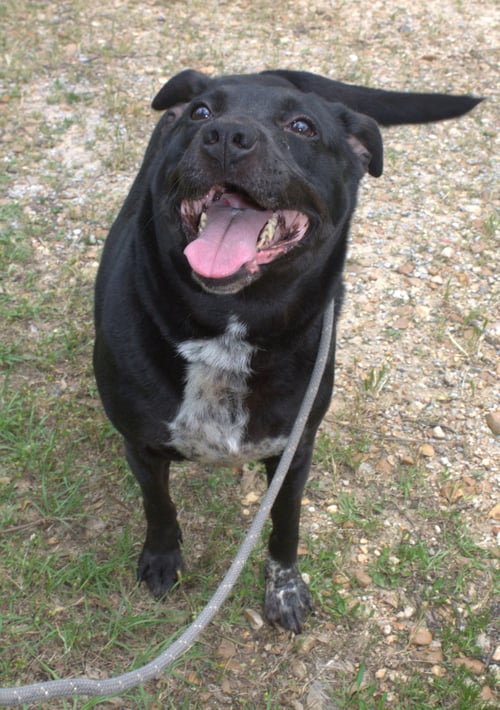 LORETTA - Unknown available for adoption