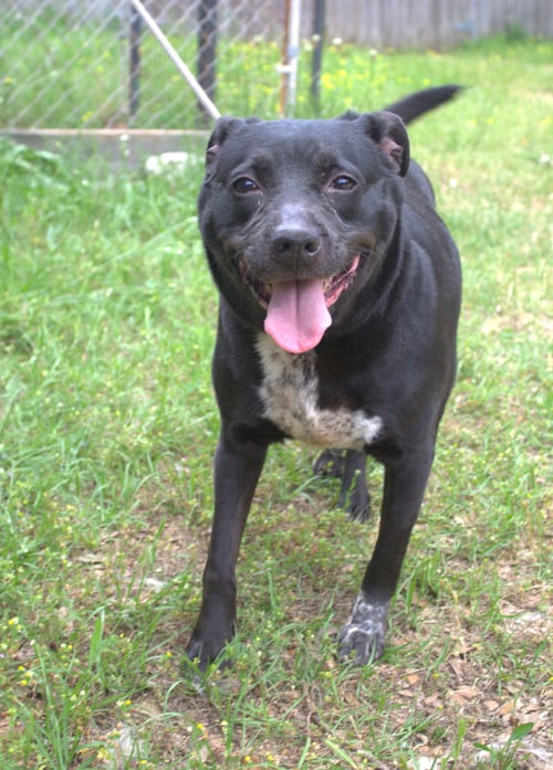 LORETTA - Unknown available for adoption